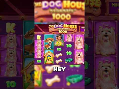 BACK TO BACK BIG HITS ON THE DOG HOUSE